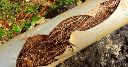 Pipe full of tree roots