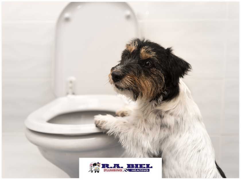 Essential Plumbing-Related Things Every Pet Owner Must Know